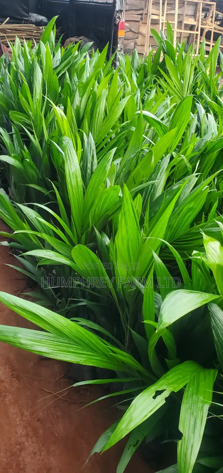 Malaysia Supergene Oil Palm for Sale