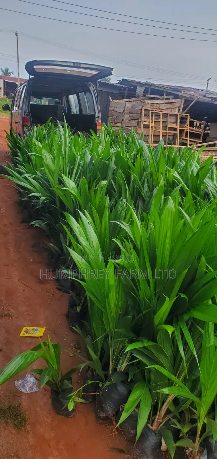 Malaysia Supergene Oil Palm for Sale