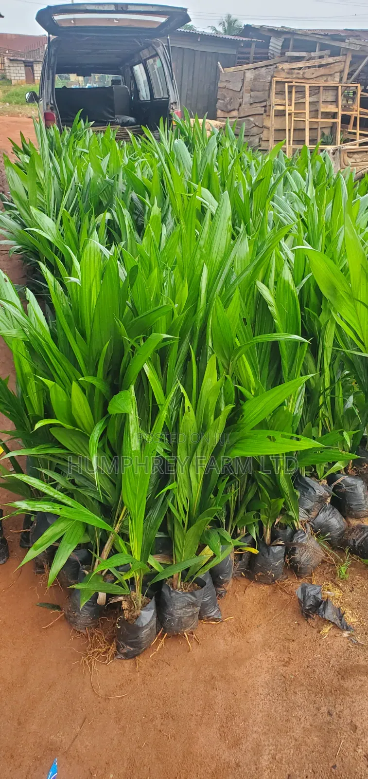 Tenera Oil Palm Sprouted Nuts and Seedlings for Sale