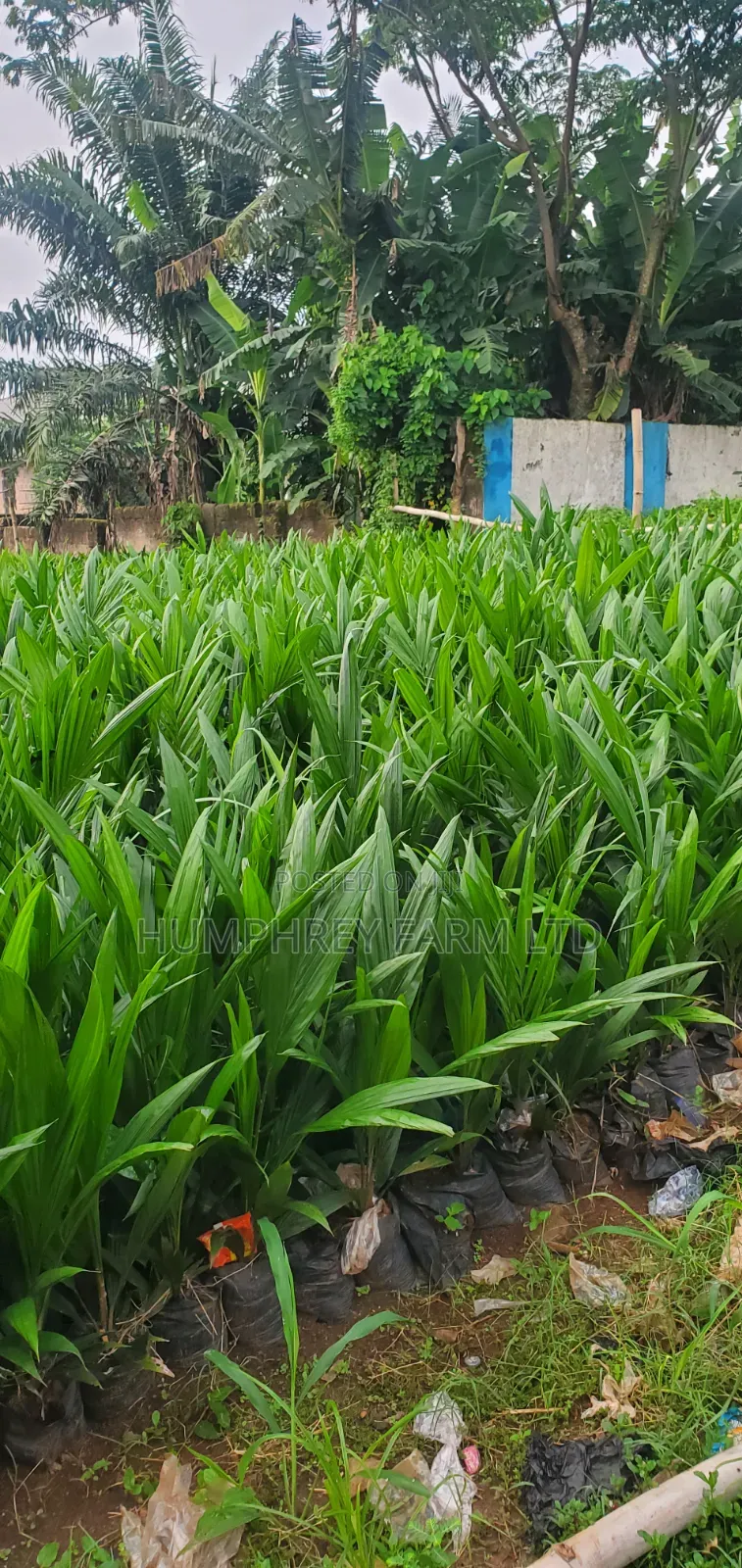 Tenera Oil Palm Sprouted Nuts and Seedlings for Sale