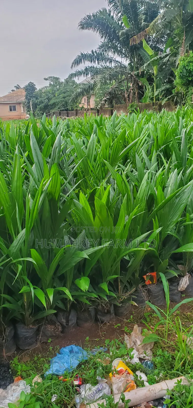 Tenera Oil Palm Sprouted Nuts and Seedlings for Sale