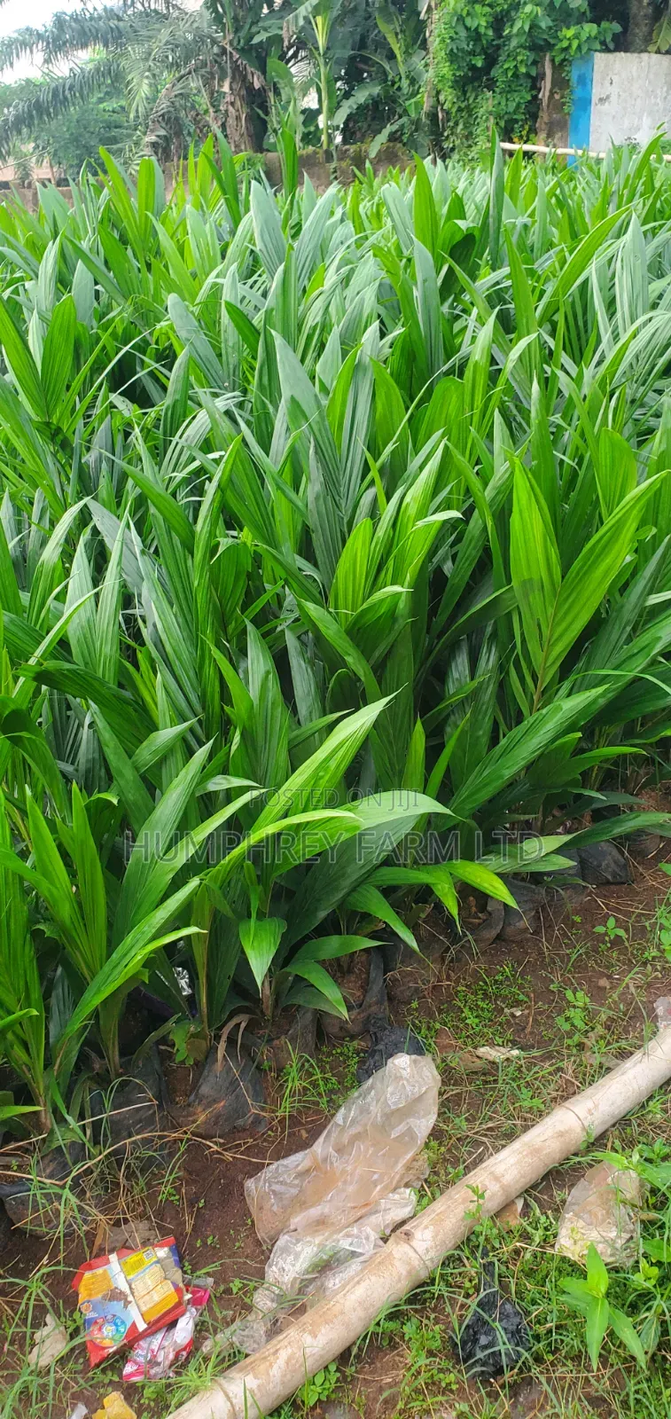 Tenera Oil Palm Sprouted Nuts and Seedlings for Sale