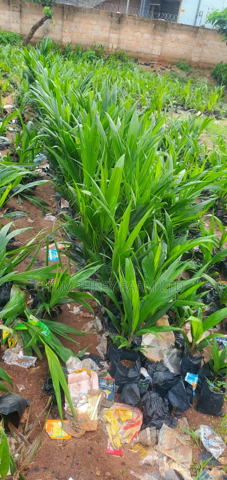 Tenera Oil Palm Sprouted Nuts and Seedlings for Sale