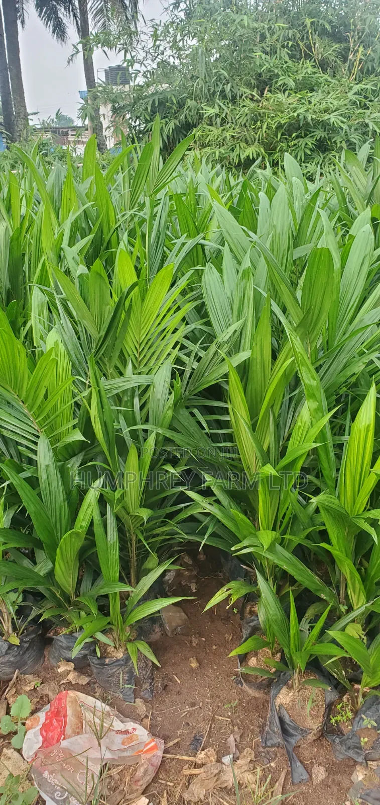 Supergene Sprouted Nuts and Seedlings for Sale