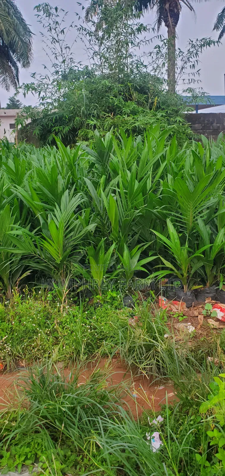 Supergene Sprouted Nuts and Seedlings for Sale
