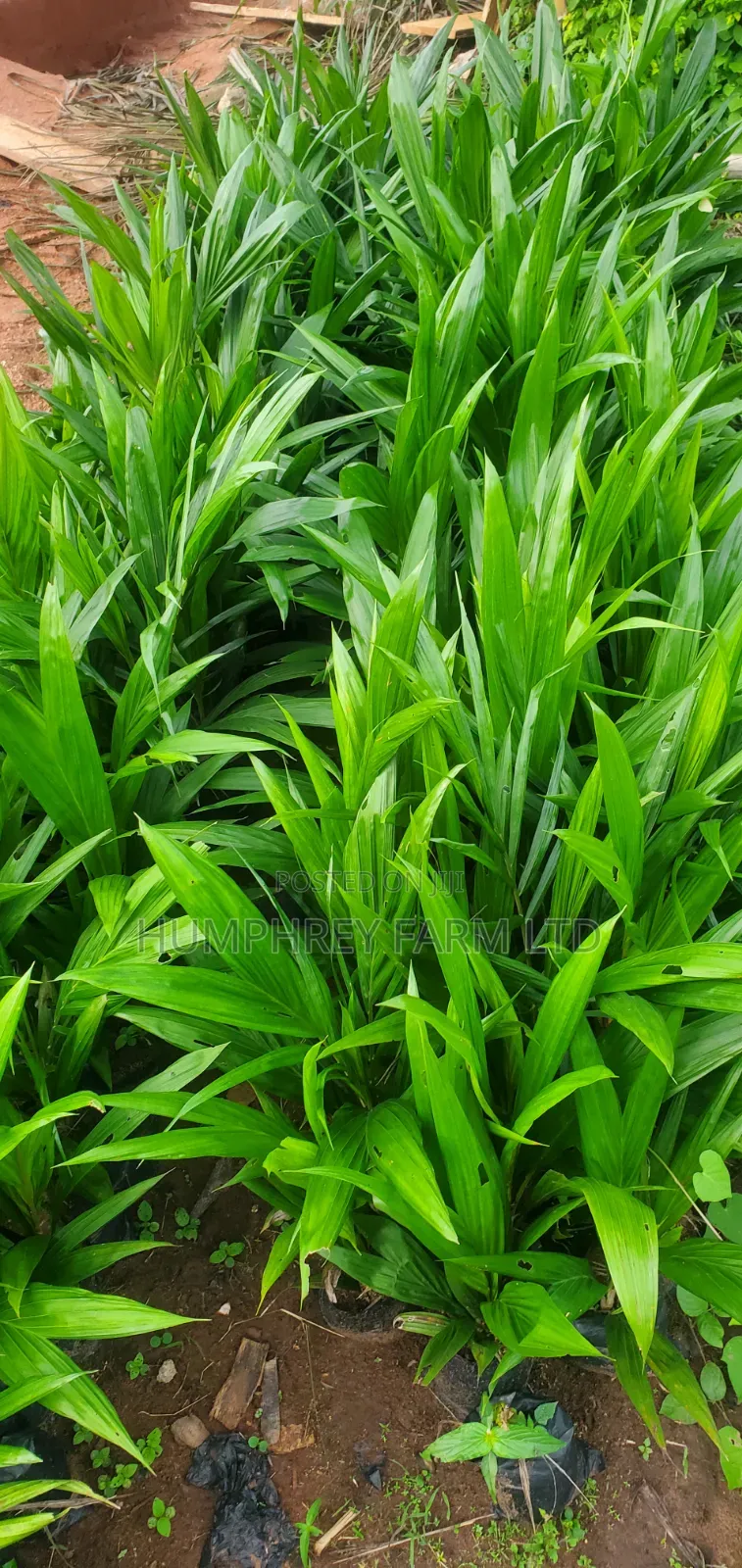 Supergene Sprouted Nuts and Seedlings for Sale