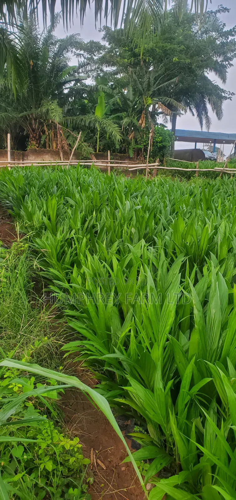 Supergene Sprouted Nuts and Seedlings for Sale