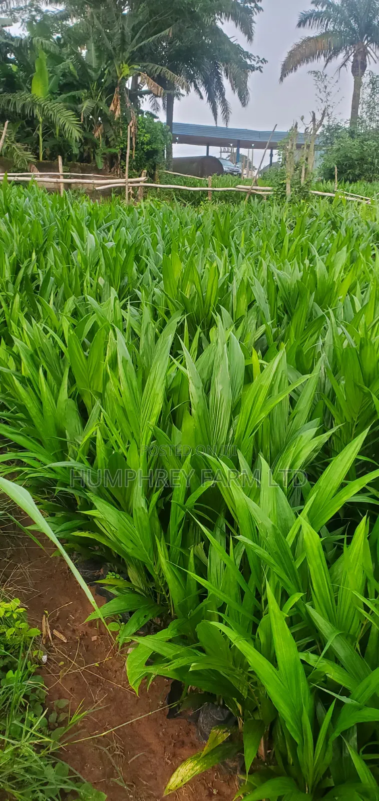 Supergene Sprouted Nuts and Seedlings for Sale