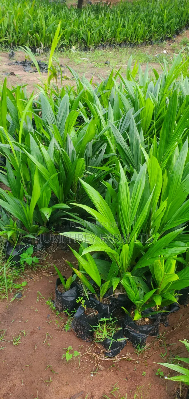 Tenera Oil Palm Seedlings for Sale