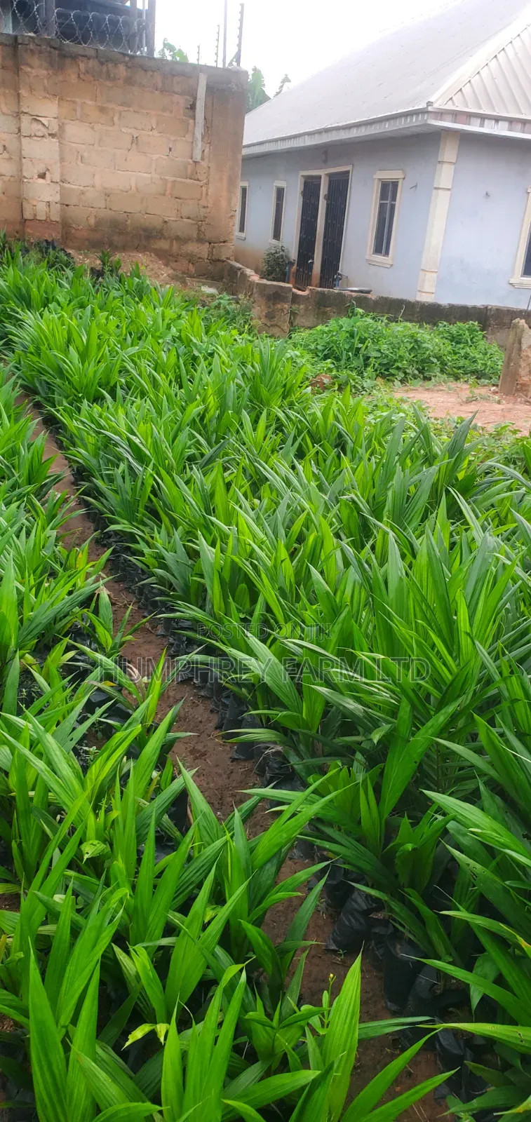 Tenera Oil Palm Seedlings for Sale