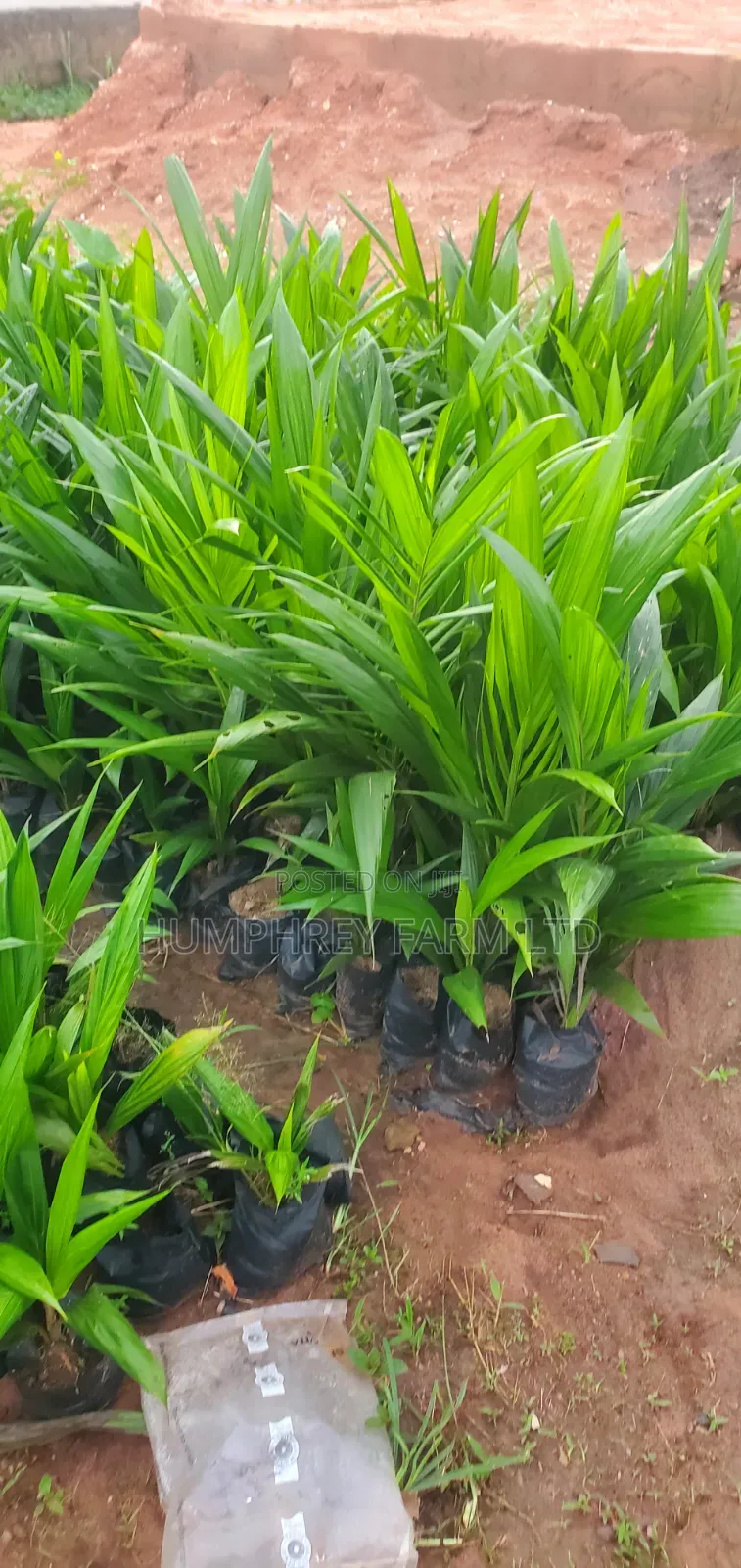 Tenera Oil Palm Seedlings for Sale