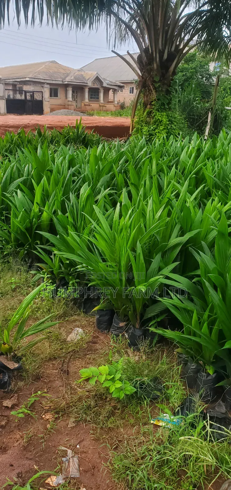 Tenera Oil Palm Seedlings for Sale