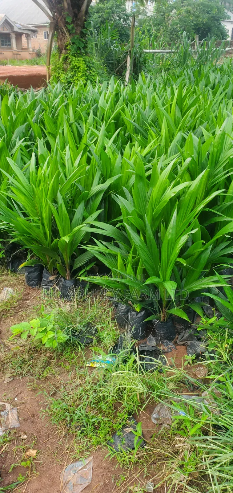 Pure Malaysia Supergene Oil Palm Seedlings and Seeds for Sale