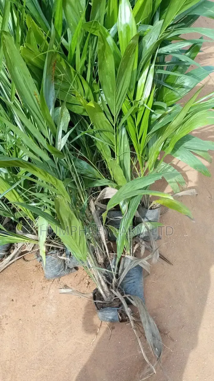 Pure Malaysia Supergene Oil Palm Seedlings and Seeds for Sale