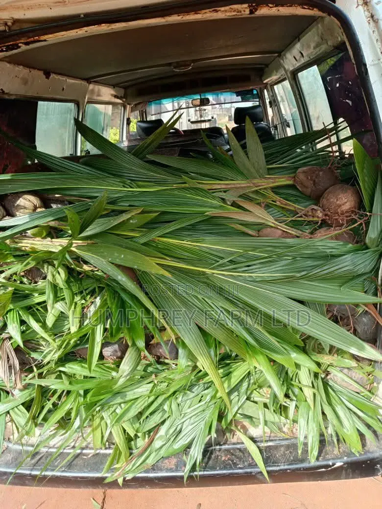 Pure Malaysia Supergene Oil Palm Seedlings and Seeds for Sale