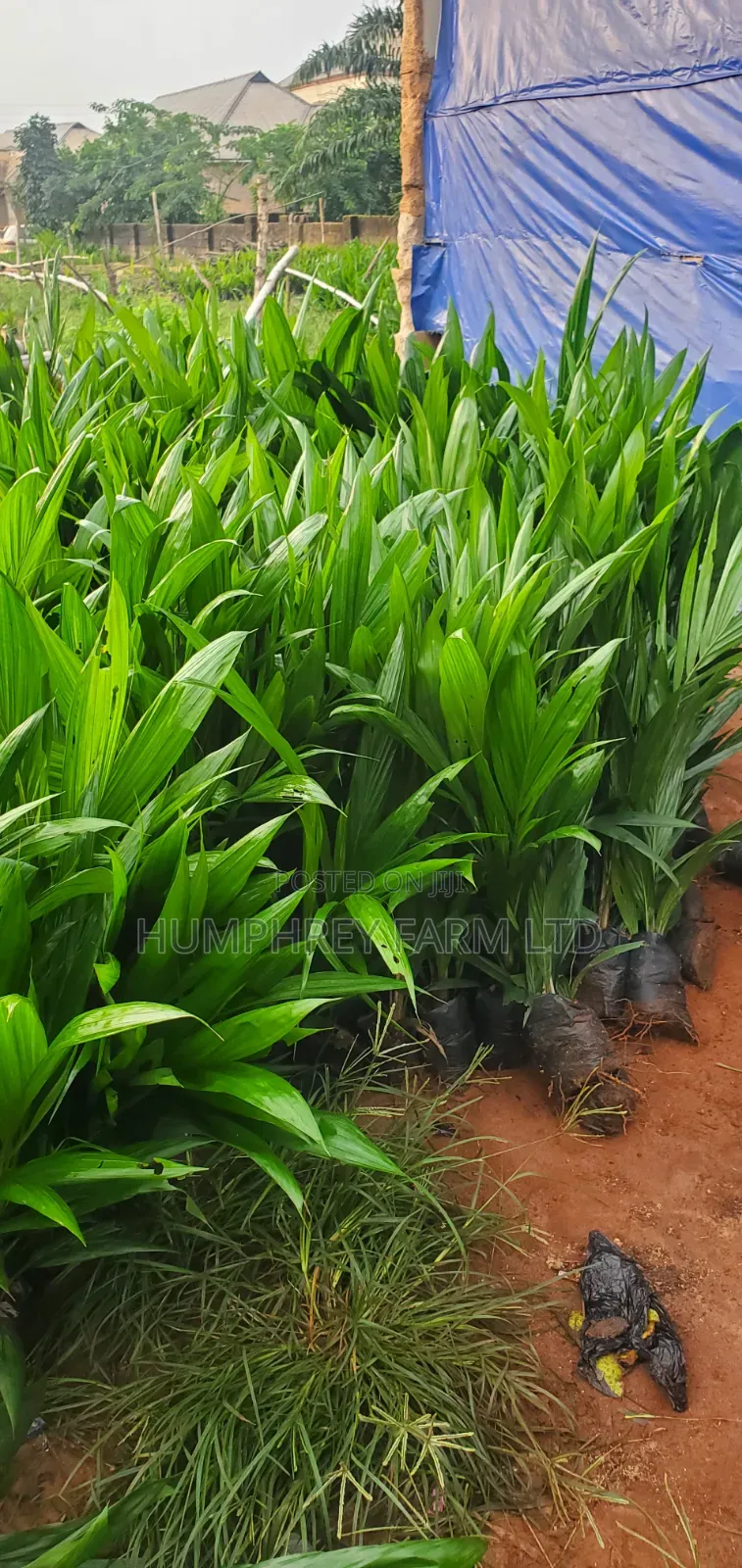 Oil Palm Sprouted Nuts and Seedlings for Sale at Affordable Price