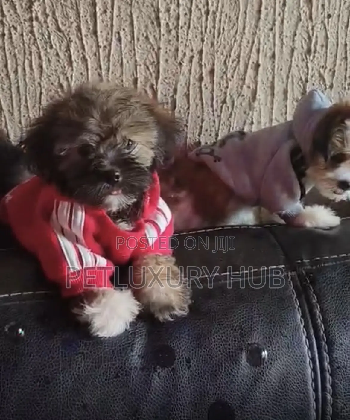 1-3 months Male Purebred Lhasa Apso