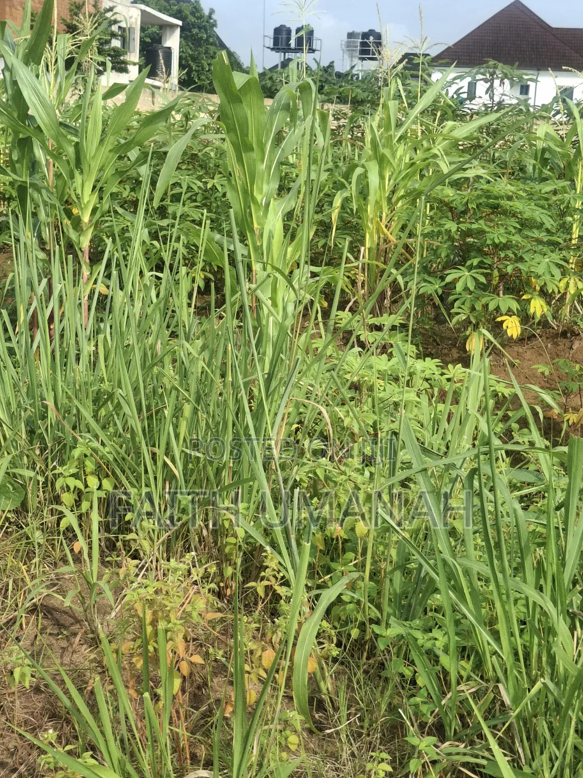 Estate Land For Sale