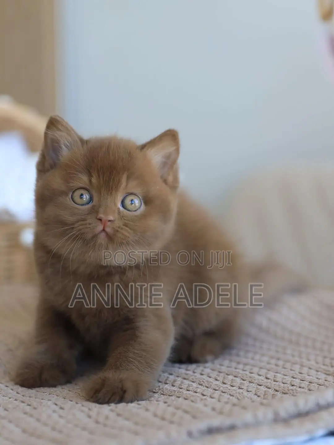 1-3 months Male Purebred British Shorthair