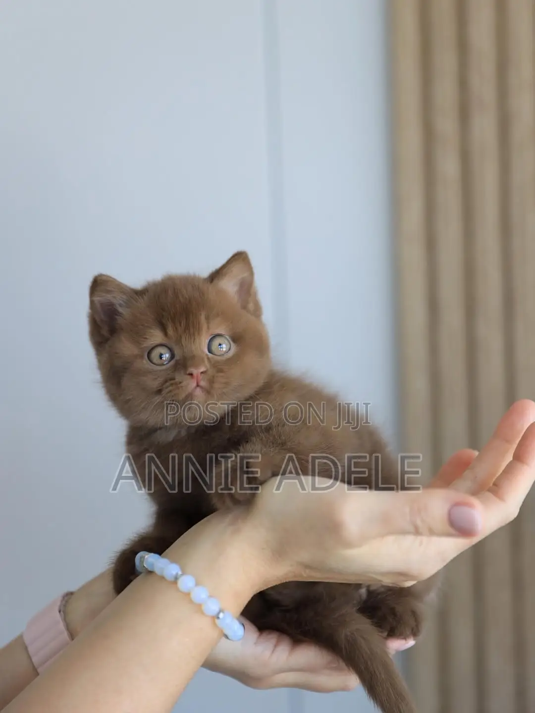 1-3 months Male Purebred British Shorthair