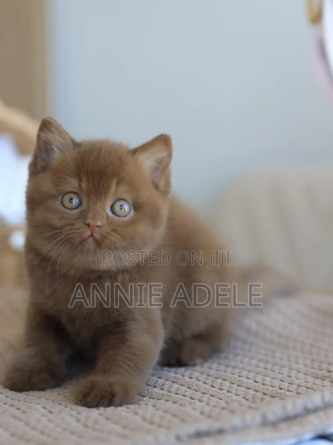1-3 months Male Purebred British Shorthair