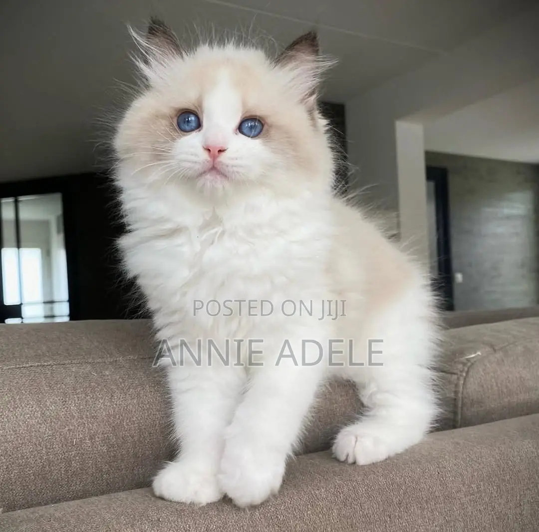 1-3 months Male Purebred Ragdoll