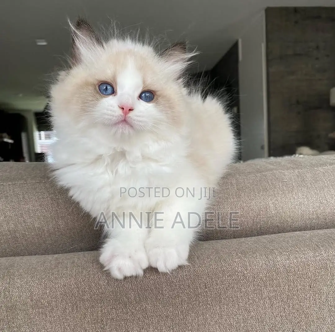 1-3 months Male Purebred Ragdoll