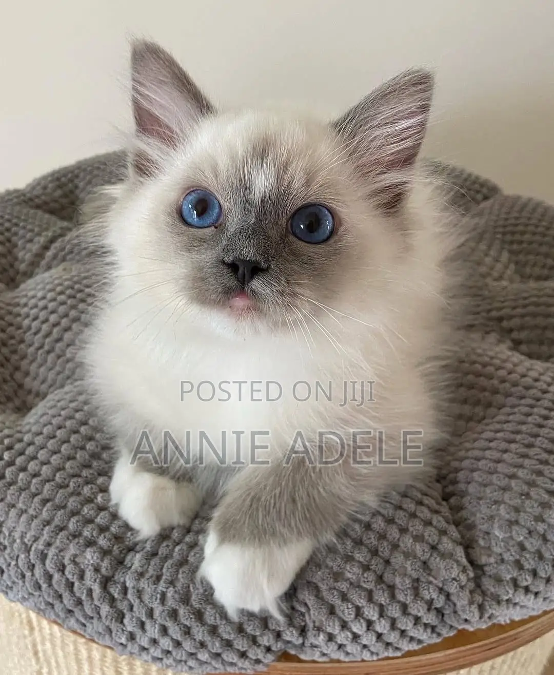 1-3 months Male Purebred Ragdoll