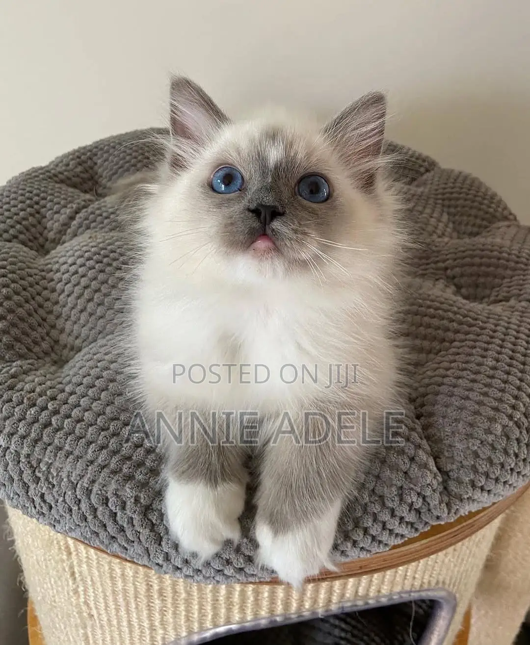 1-3 months Male Purebred Ragdoll