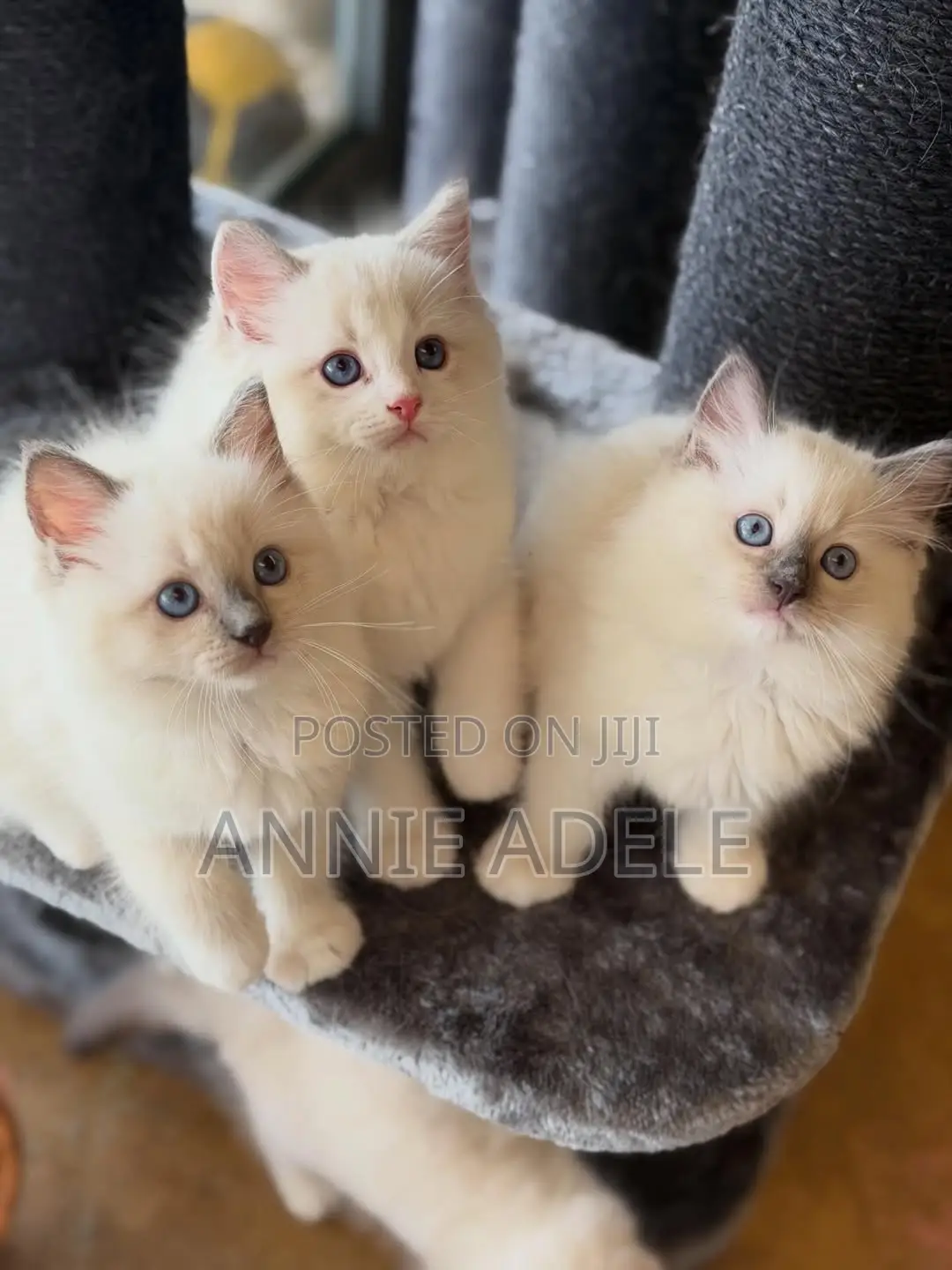 1-3 months Male Purebred British Shorthair