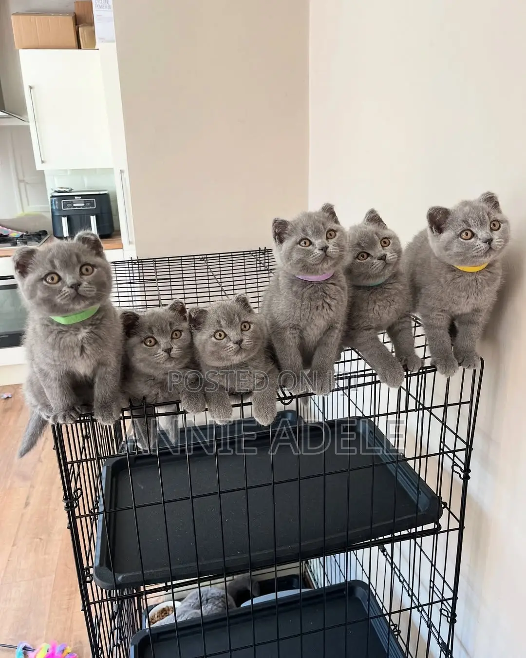 1-3 months Male Purebred British Shorthair