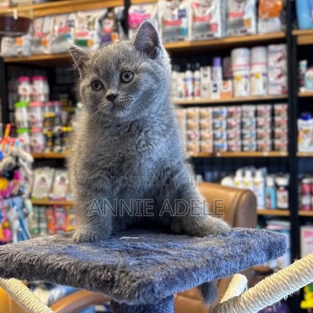 1-3 months Male Purebred British Shorthair