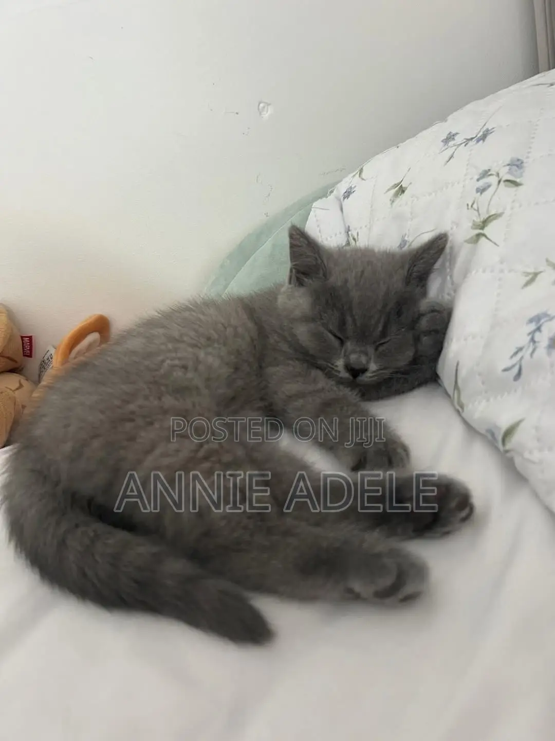 1-3 months Male Purebred British Shorthair