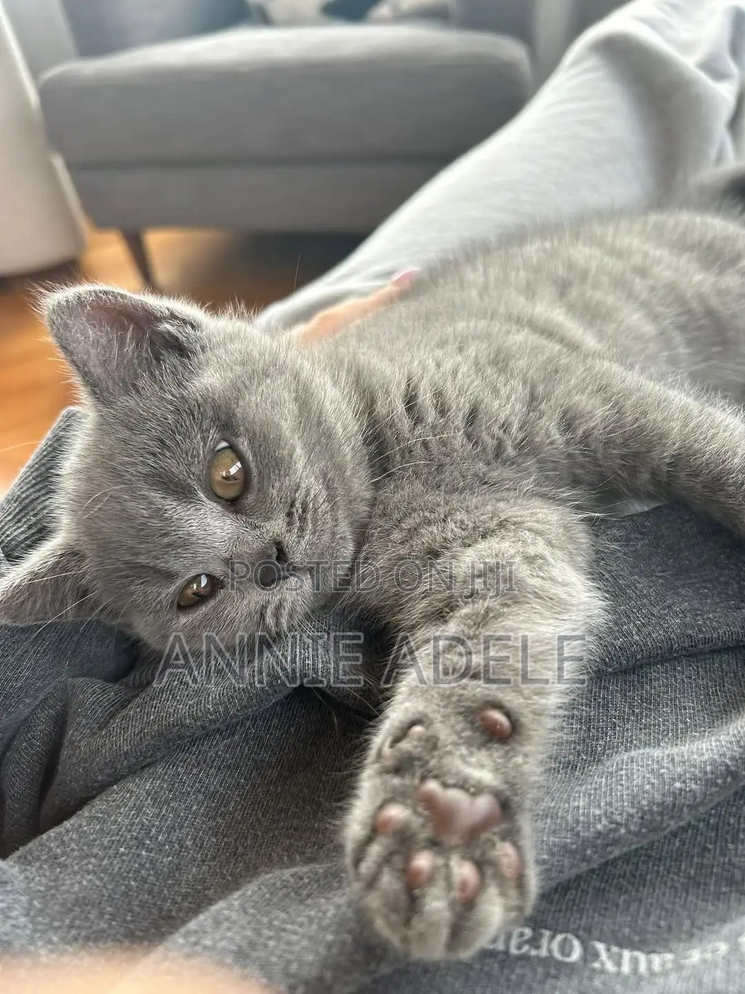 1-3 months Male Purebred British Shorthair