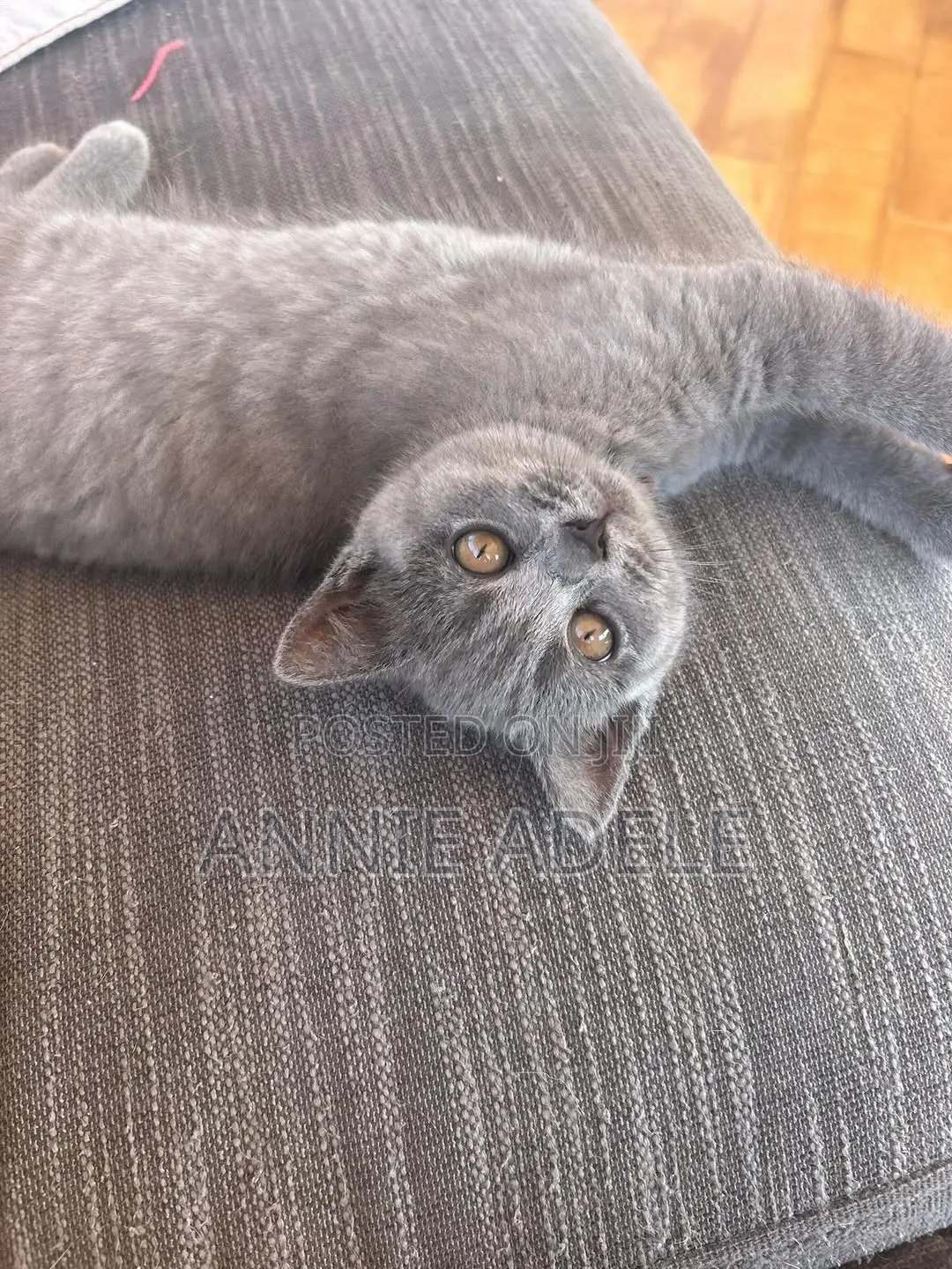 1-3 months Male Purebred British Shorthair