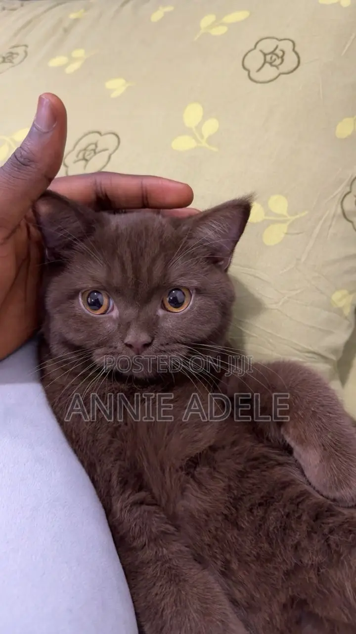 1-3 months Male Purebred British Shorthair