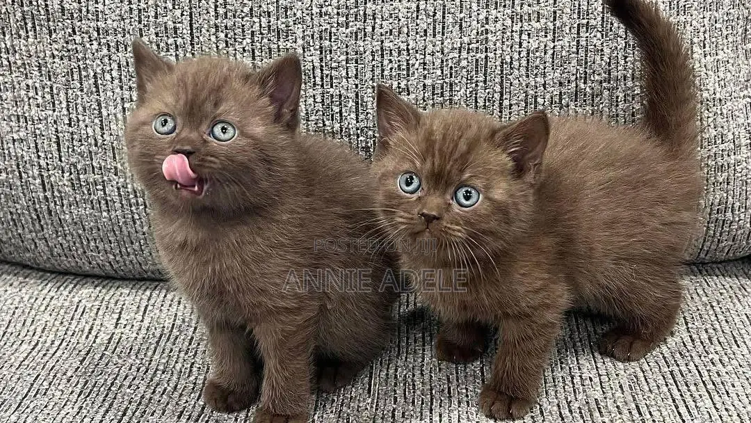 1-3 months Male Purebred British Shorthair