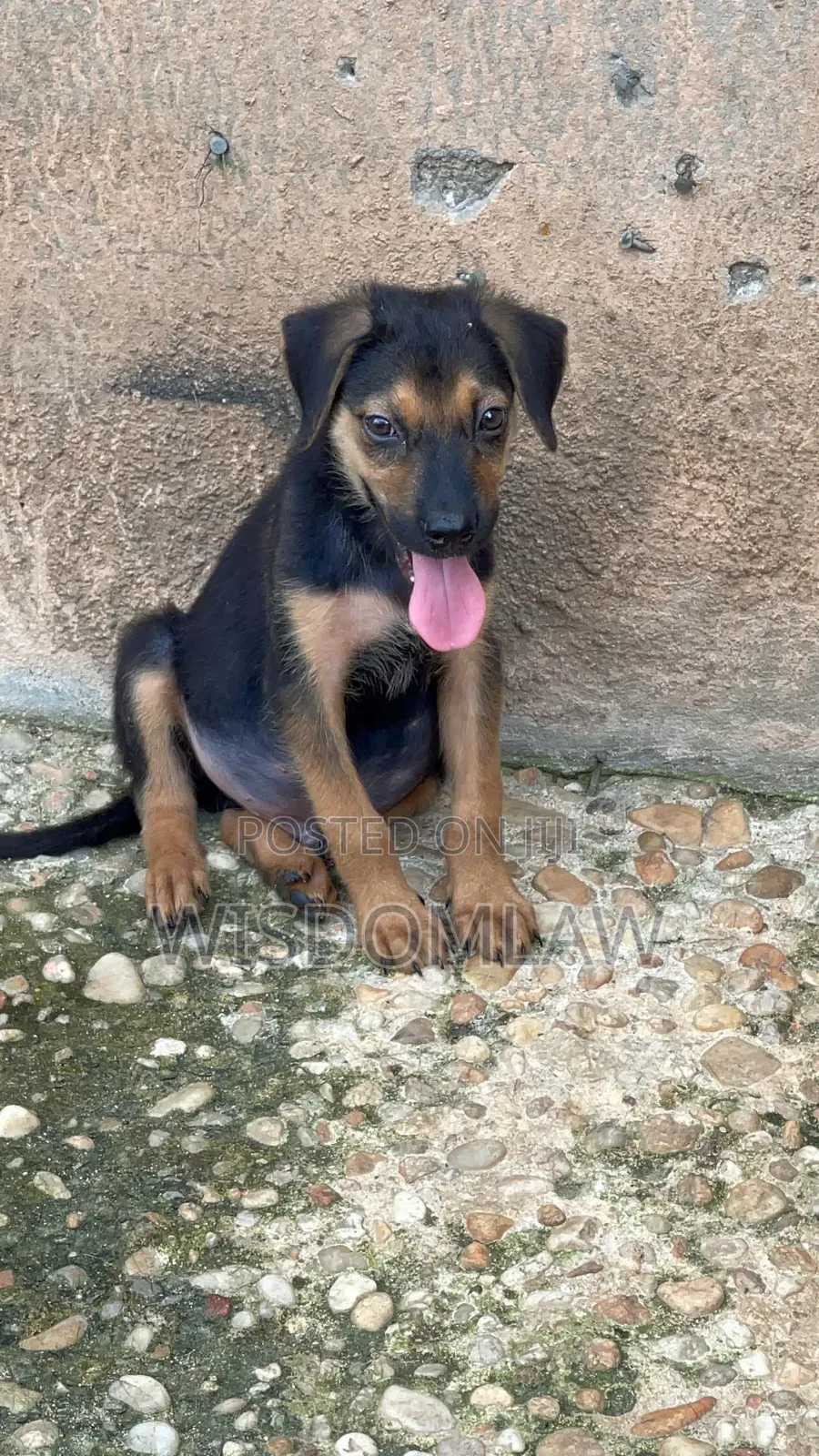 1-3 months Male Purebred German Shepherd