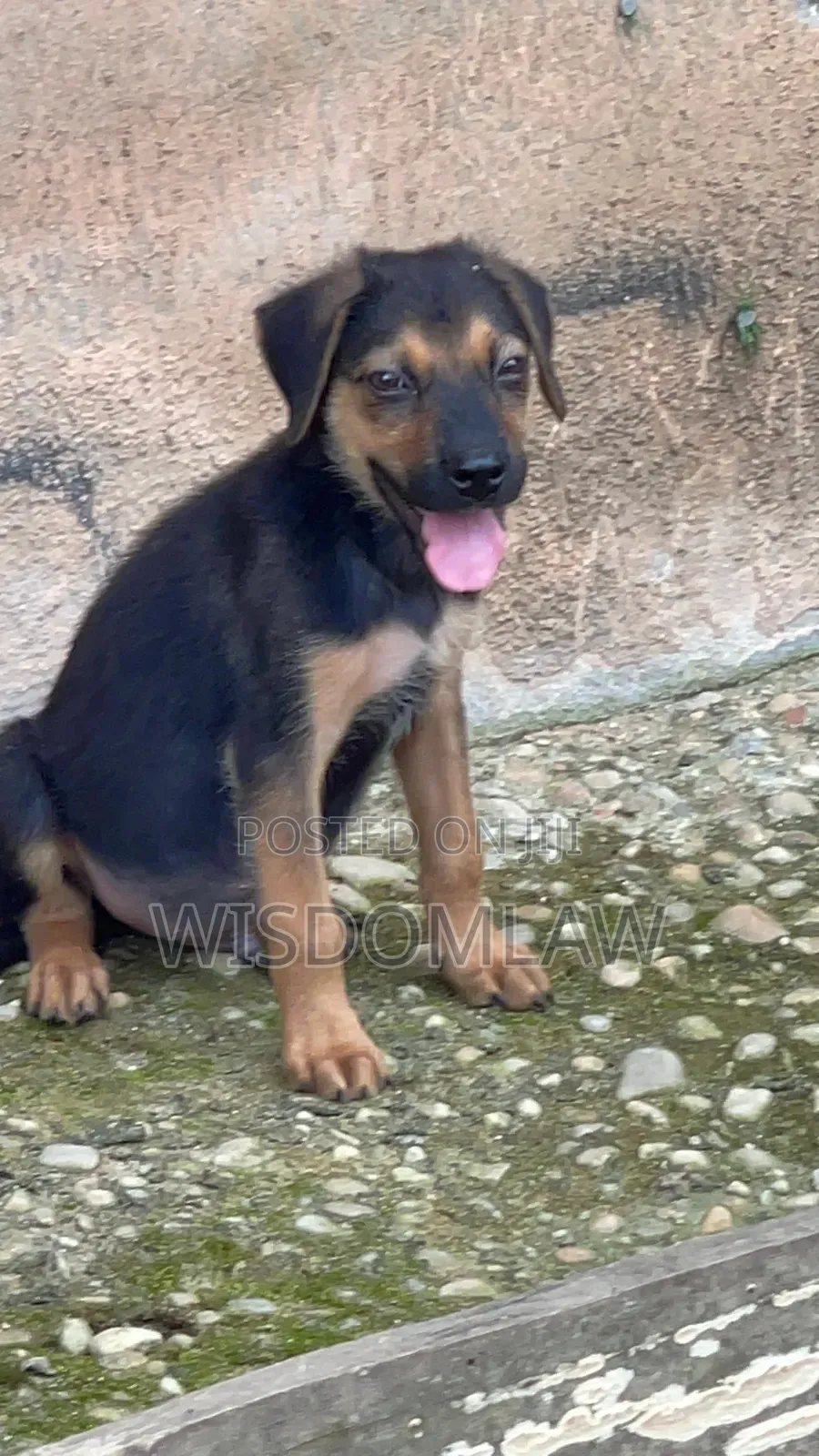 1-3 months Male Purebred German Shepherd