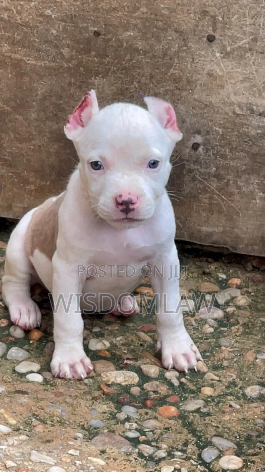 1-3 months Female Purebred American Bully