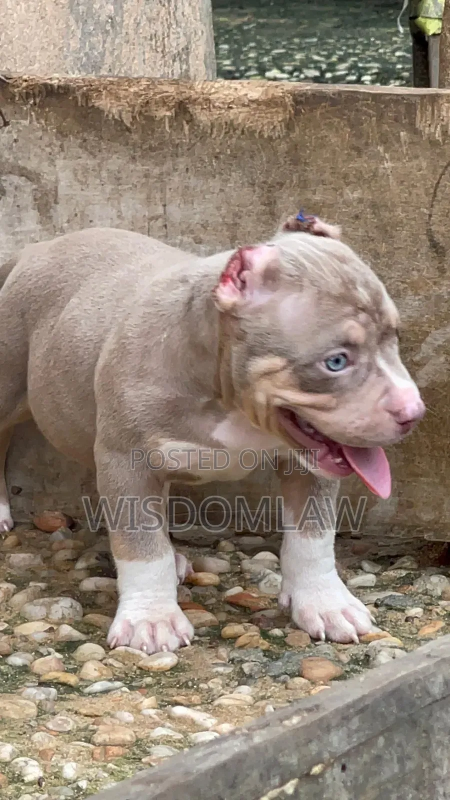 1-3 months Male Purebred American Bully