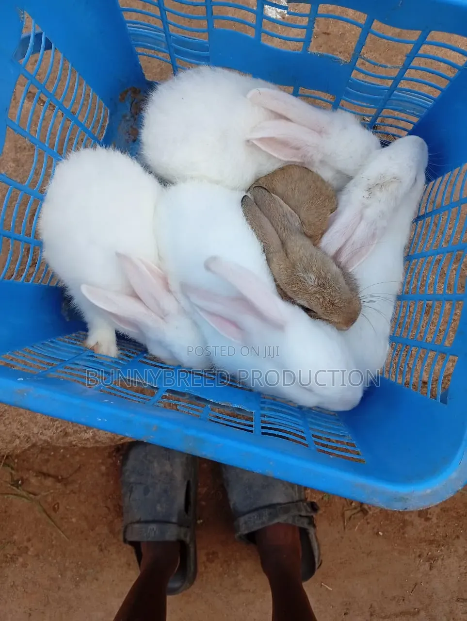 Live Rabbit for Business