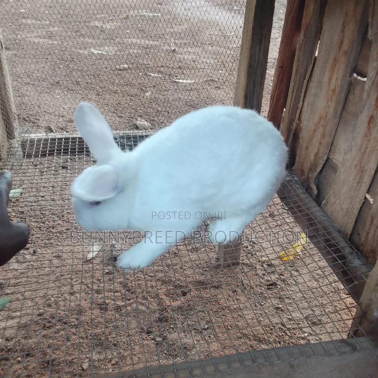 Live Rabbit for Business