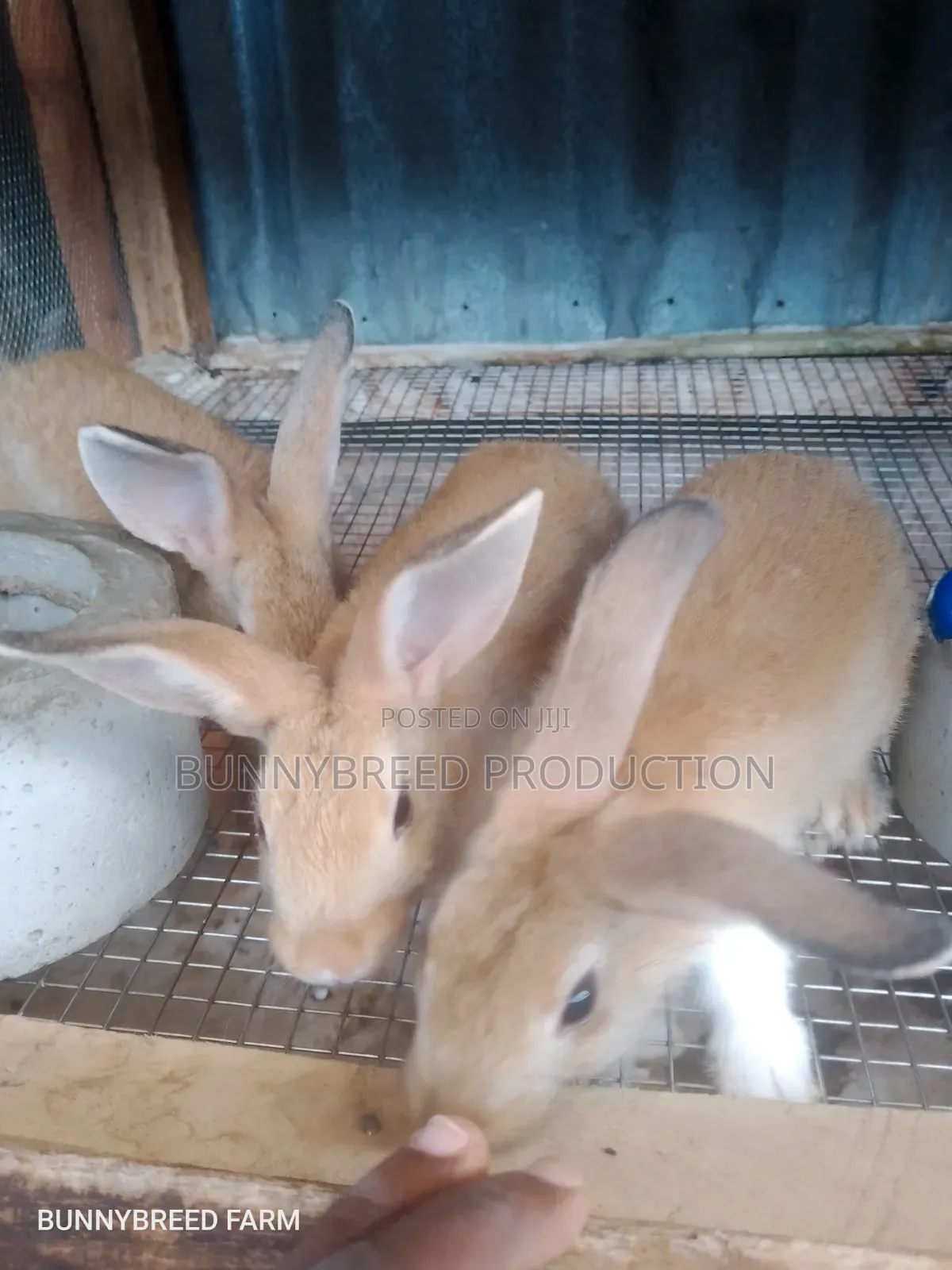 Live Rabbit for Business
