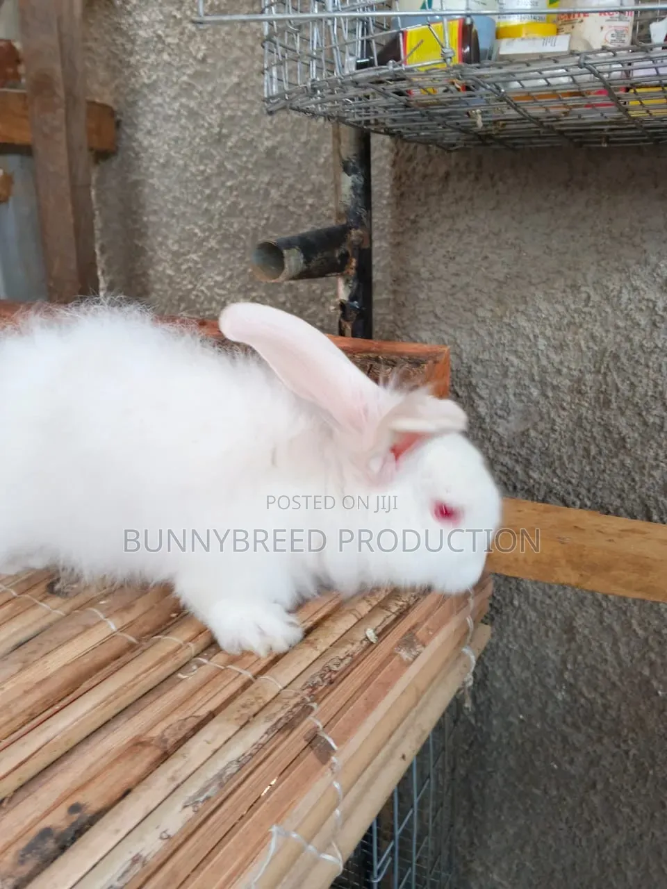 Live Rabbit for Business