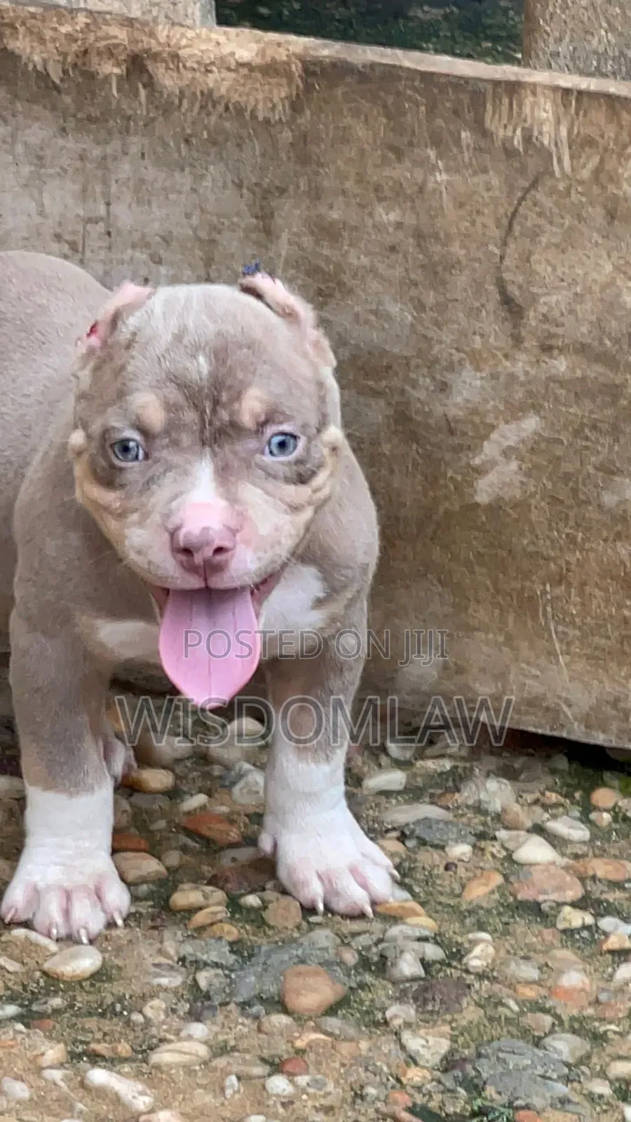 1-3 months Male Purebred American Bully