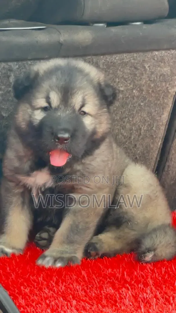 1-3 months Male Purebred Caucasian Shepherd