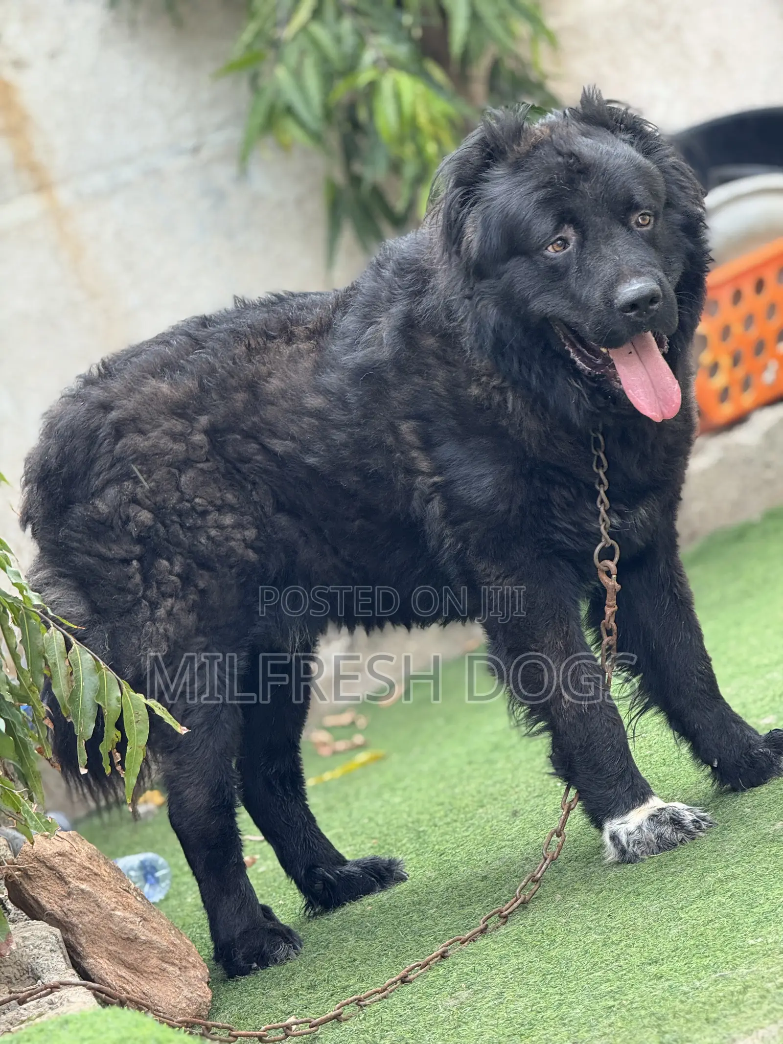 1+ year Male Purebred Caucasian Shepherd
