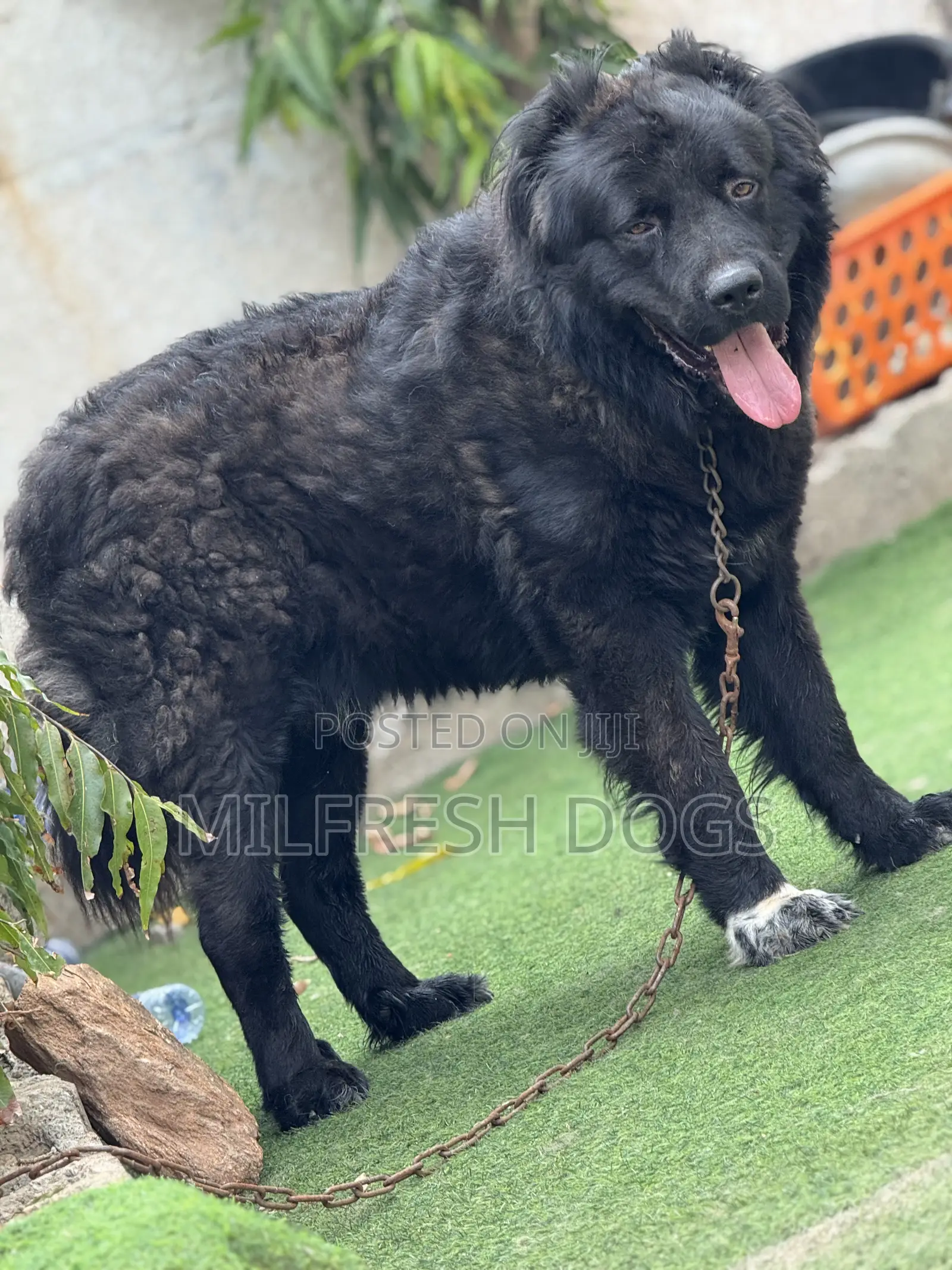 1+ year Male Purebred Caucasian Shepherd
