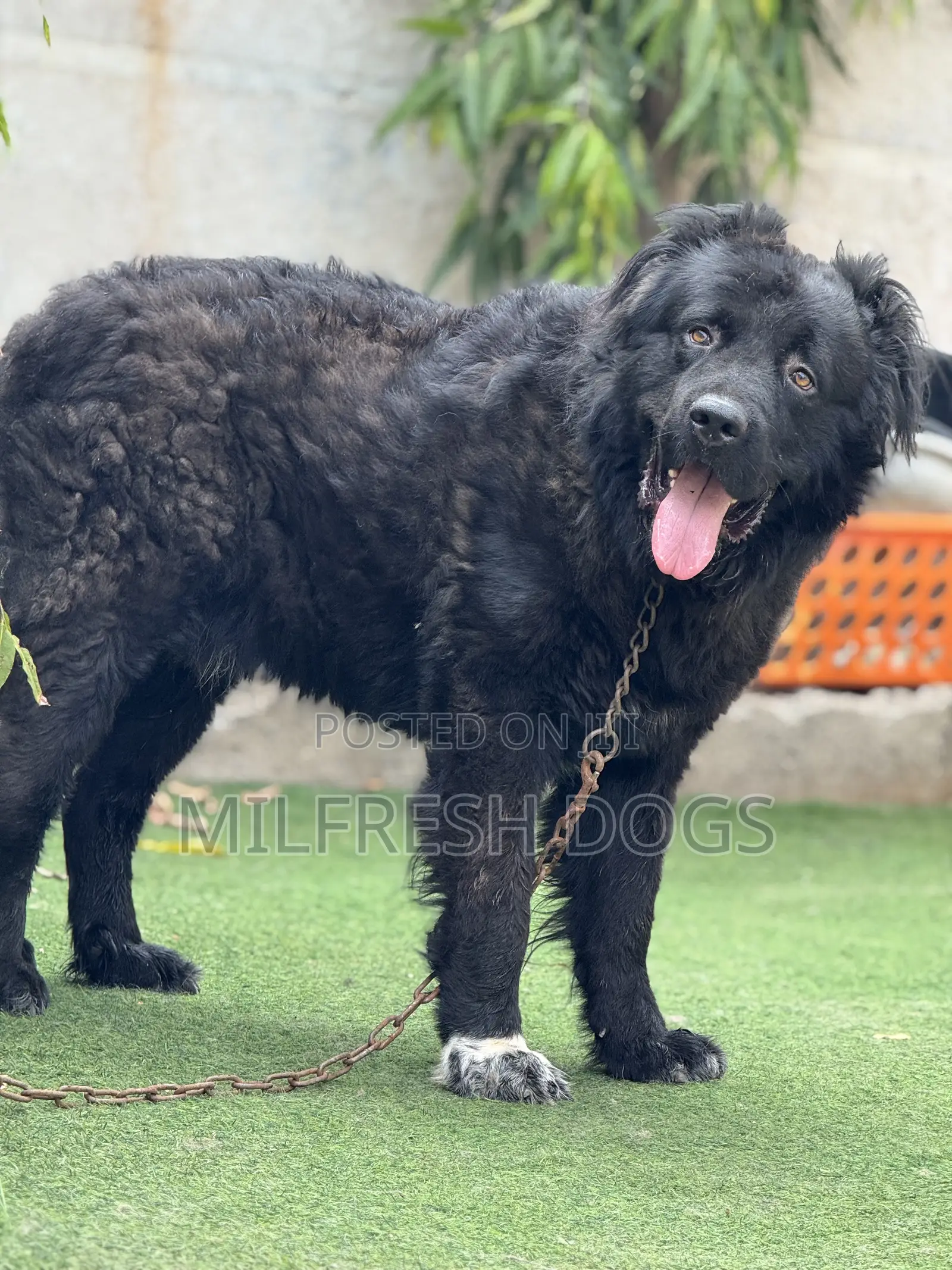 1+ year Male Purebred Caucasian Shepherd